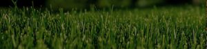 lawn laying bromley