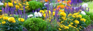 gardener orpington