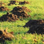 molehills-gf74e238eb_640