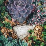 succulents-g02d07dfea_640